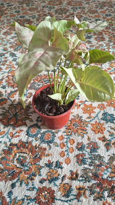 Сингониум с эффектом краски