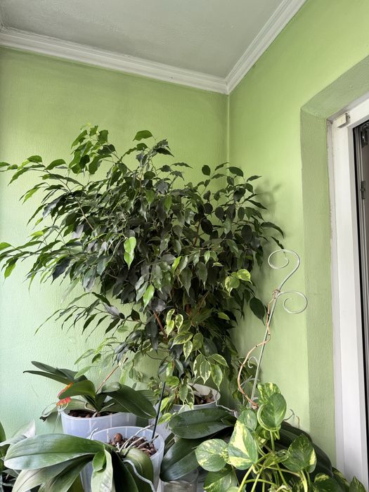 Фикус Бенджамина с темно-зелеными крупными листьями