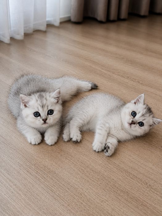 Британские котята Шиншилла
