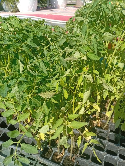 Răsad rosii  + petunii curgătoare+ răsad de vinete
