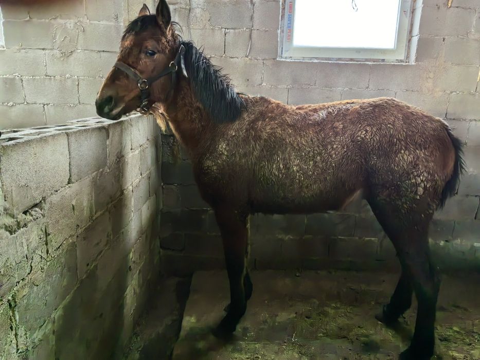 Кабыла, Байтал таза қан