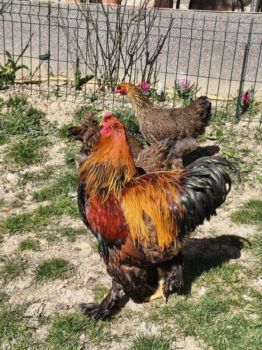 Ouă pentru incubat Brahma Potarnichiu