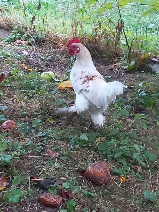 Cocoși mii de flori