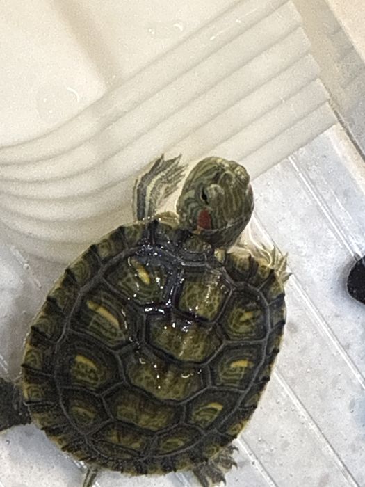 Черепахи красноухие водяные