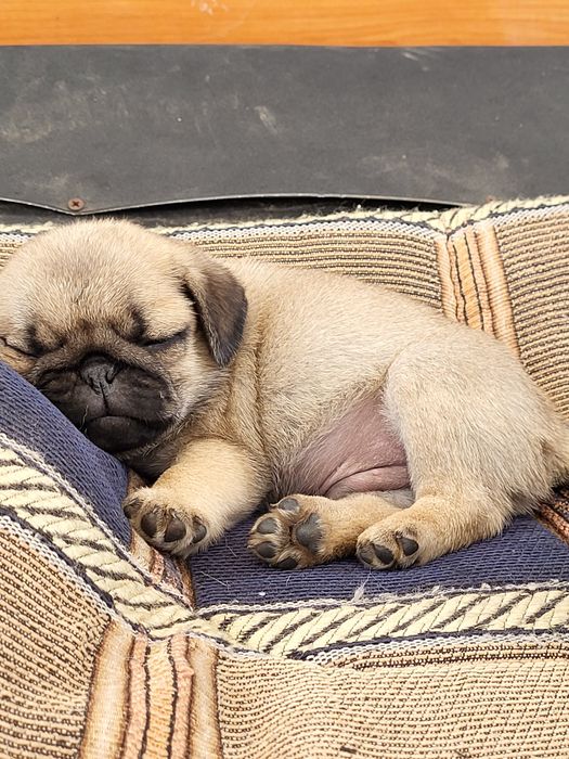 Продам щенков мопса