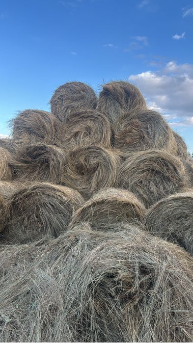 Продается КХ и откорм база
