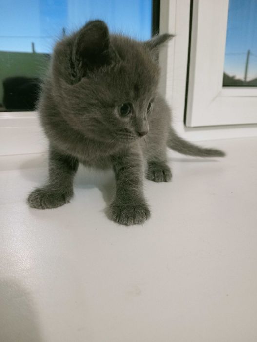 Отдам котенка в добрые руки
