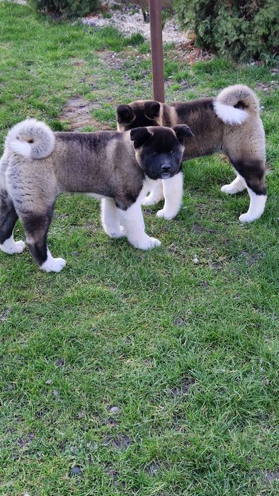 Disponibil American Akita