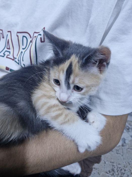 Отдам котёнка кошку в добрые руки