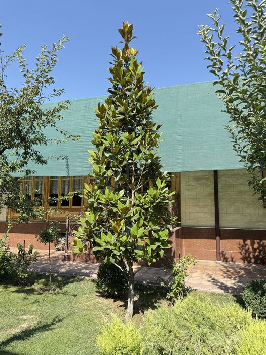Magnoliya Магнолия сотилади 4+ метр