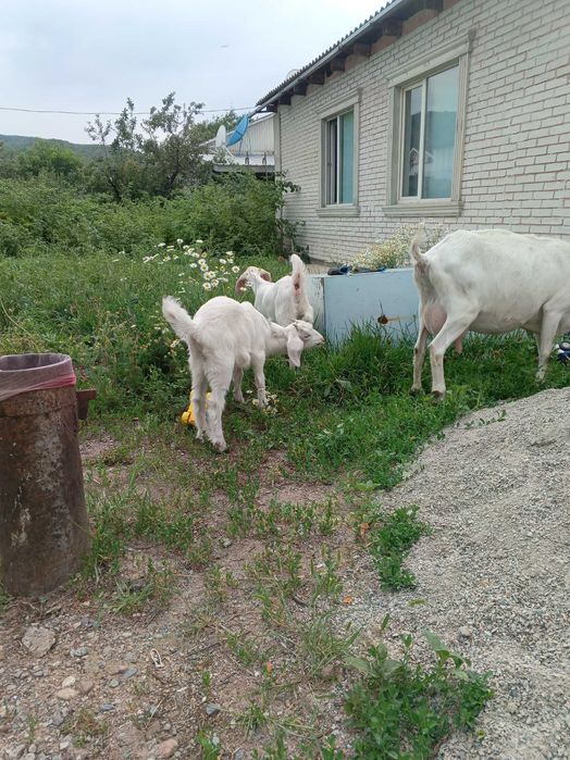 Продам козлят дойных пород