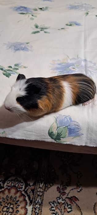 Vind porcusor de guinea