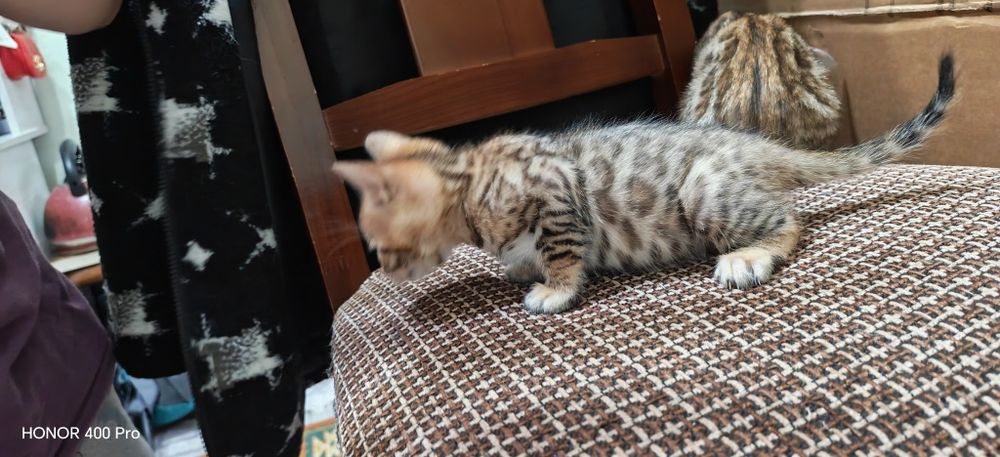 Бенгальские котята