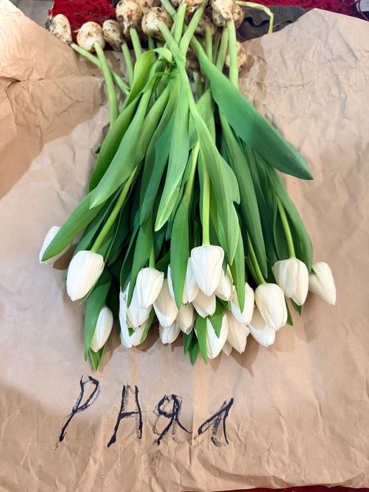 Тюльпан оптом и в розницу