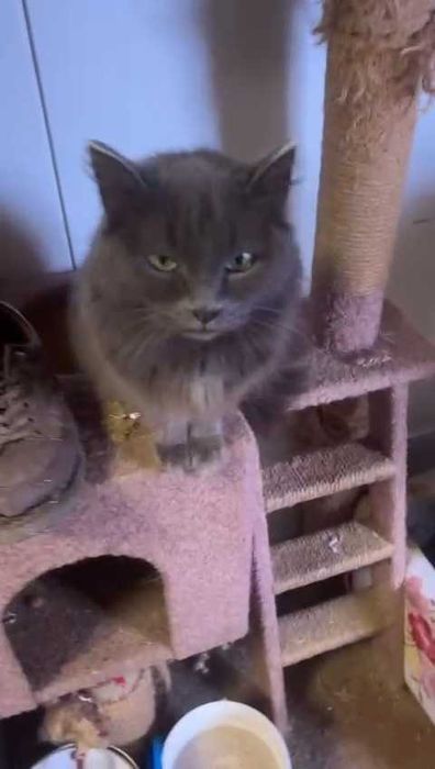 Коты и кошки ищут любящих хозяев!