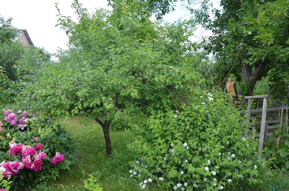 Продам дачу с/т Эдельвейс