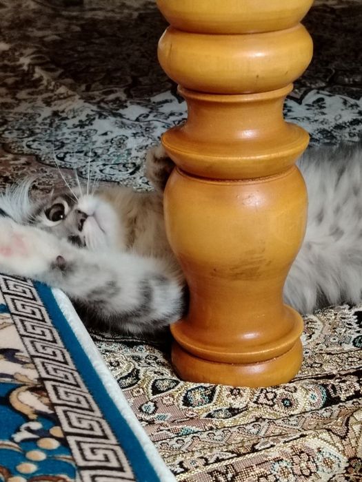 Хадяга мушукча берилади