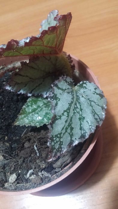 Бегония комнатная