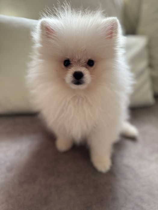 Продам щенка