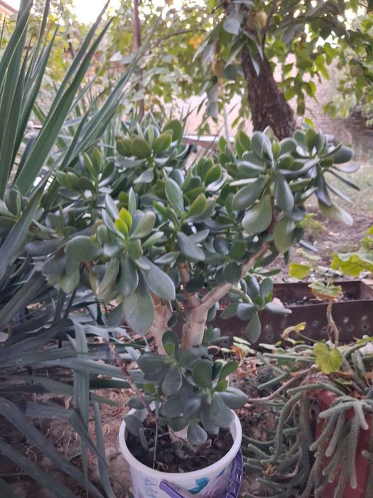 Продаются цветы денежное дерево по 200-300тысяч сум