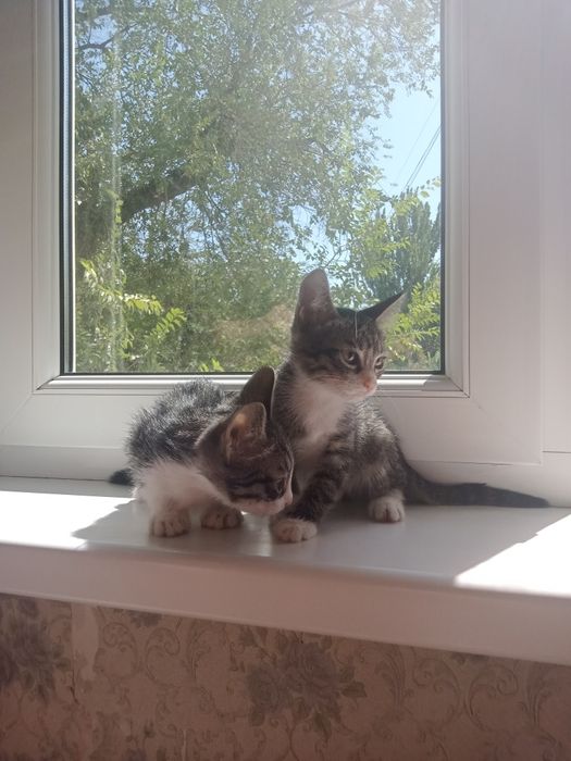Котята ищут дом.