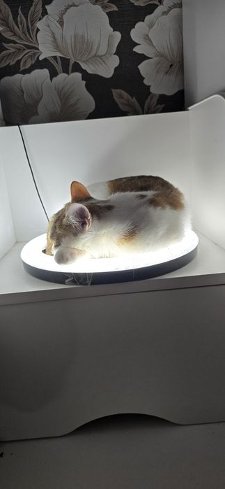 Шотландская трёхцветная девочка