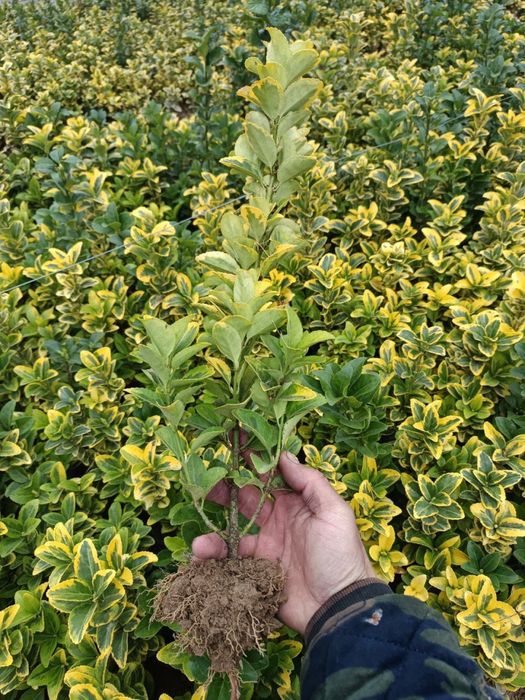 Шамшод кочатлари, эрон билайн 25 см