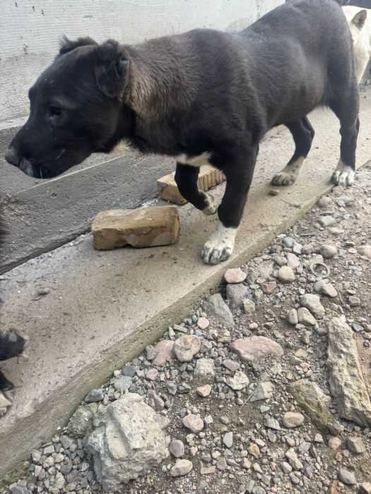 Алабай ұрғашы 4 айлық линия бәрі бар