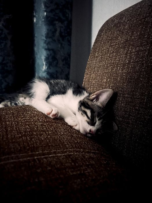 котенок 2,5 месяца