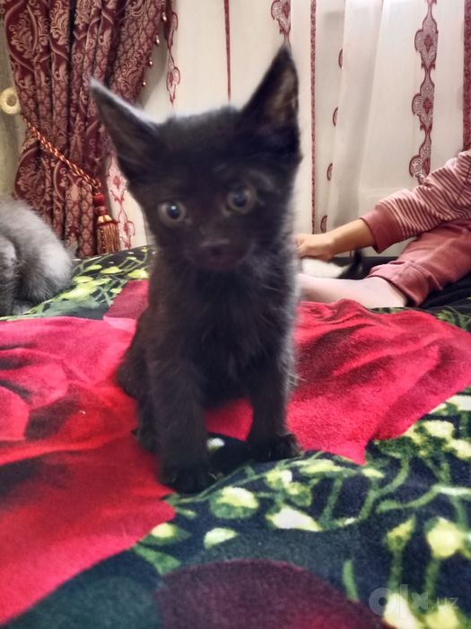 Котята, бесплатно