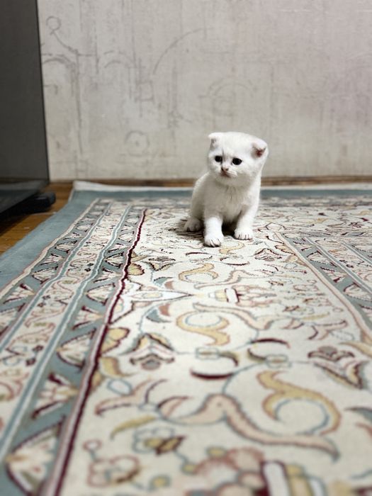 toza qon skotsh fold mushuk bolalari sotuvda