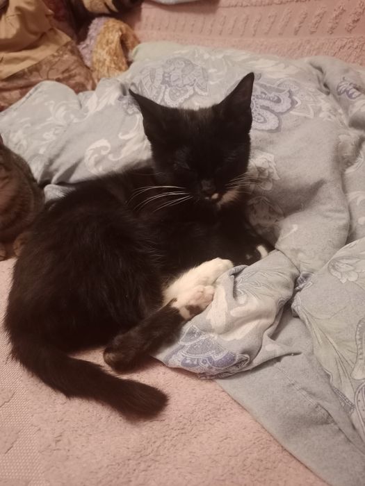 В добрые руки.котята мальчики и девочка