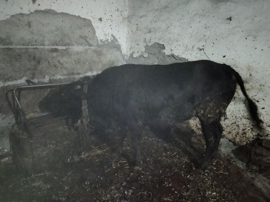 йемланган мол дехкончилик