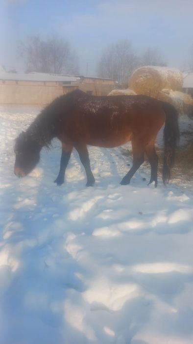 Продаётся кобыла