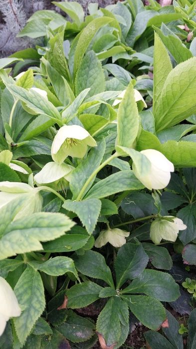 Всегда зелёные цветы Морозка