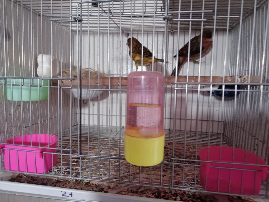 Тайор 3 пара канарейка