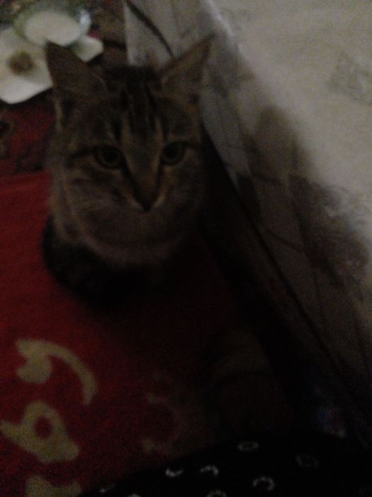 Отдам даром кошку Пиших беремыз