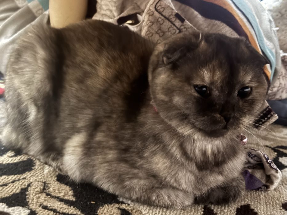 Shinshilla mushuk