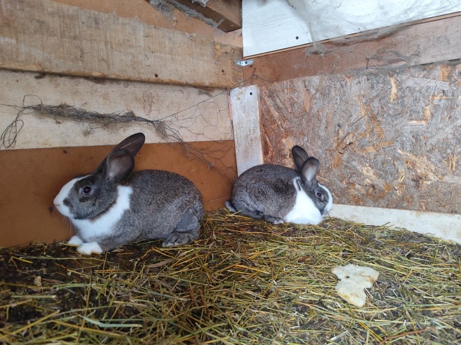 Iepurași de vânzare