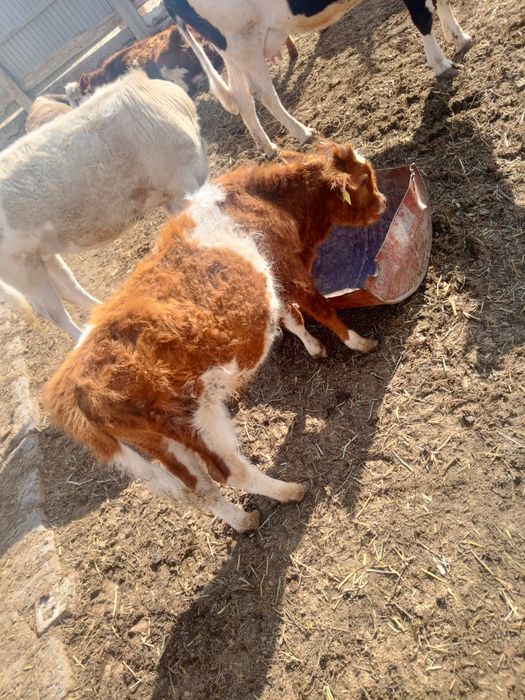 Баспактар бар еркек