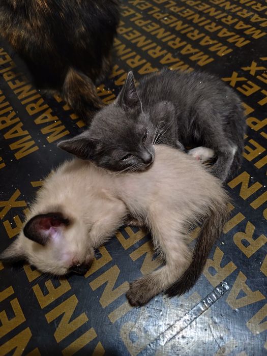 Котята от мышеловки