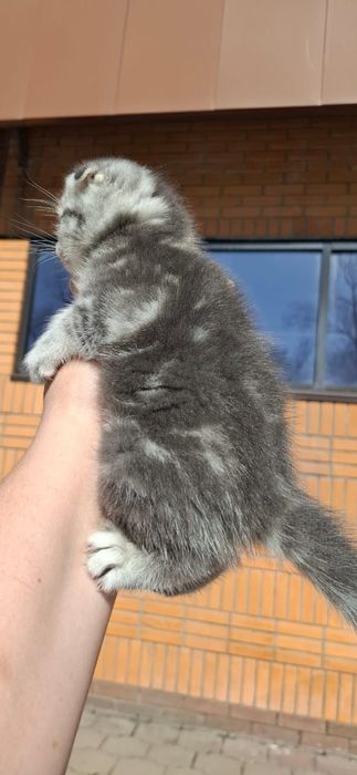 Скоттиш Фолды.  Девочка и Мальчик