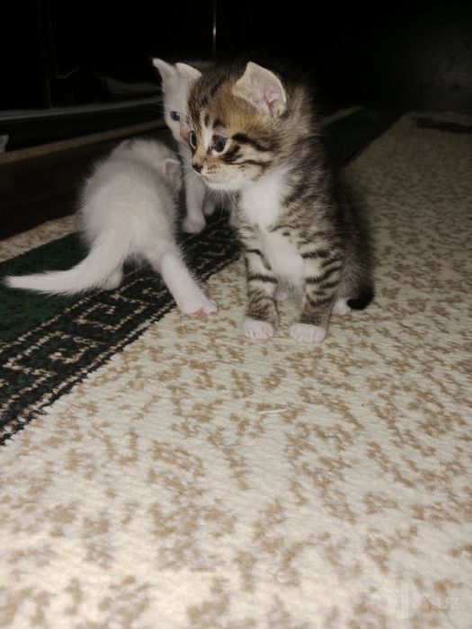 Пристраиваются котята