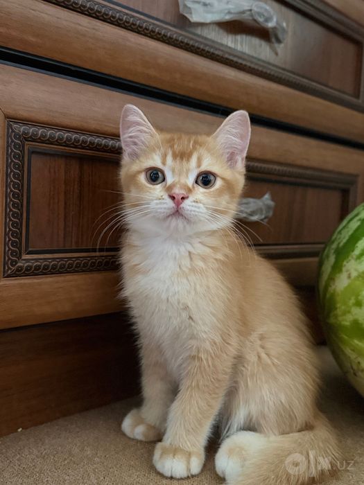 Британские котята  BRI d 03
