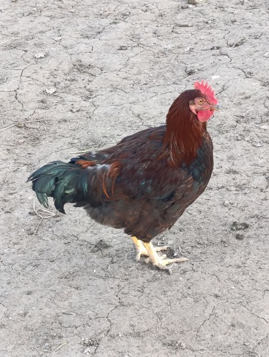 Катунски  петлета  млади