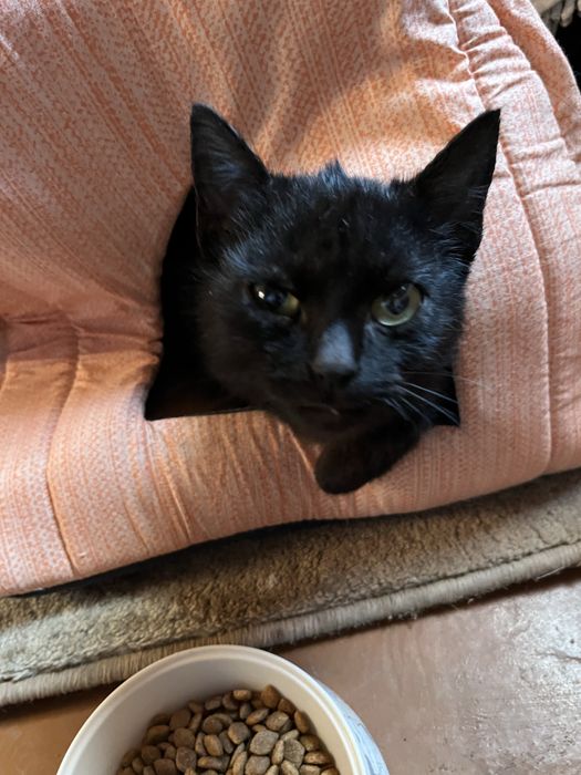 Срочно! отдам котика в добрые руки !