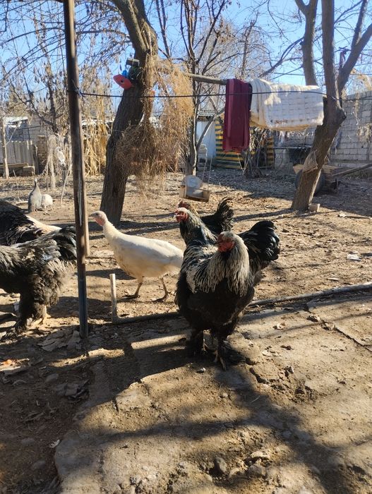 Брамы королевские товикла