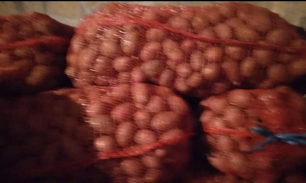 Cartofi samanta rosu pentru animale