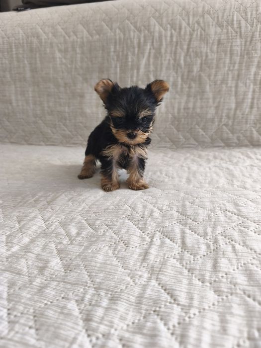 Йоркширски териер