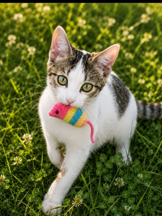 Отдам котика бесплатно в добрые руки